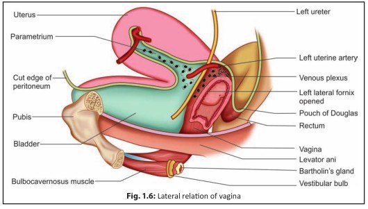 Любопытная женщина Кира решила посмотреть розовую вагину изнутри