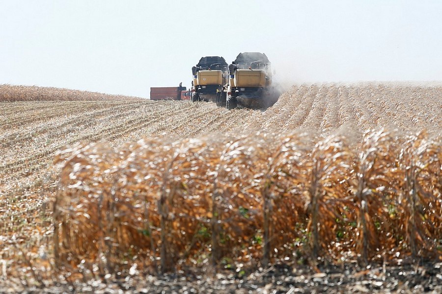 Новый урожай обрушил цены на кукурузу в России