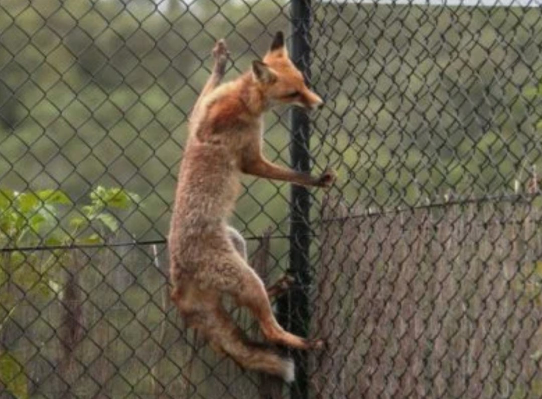 Догнать лису. Лиса на заборе. Забор от Лис. Забор от лисы.
