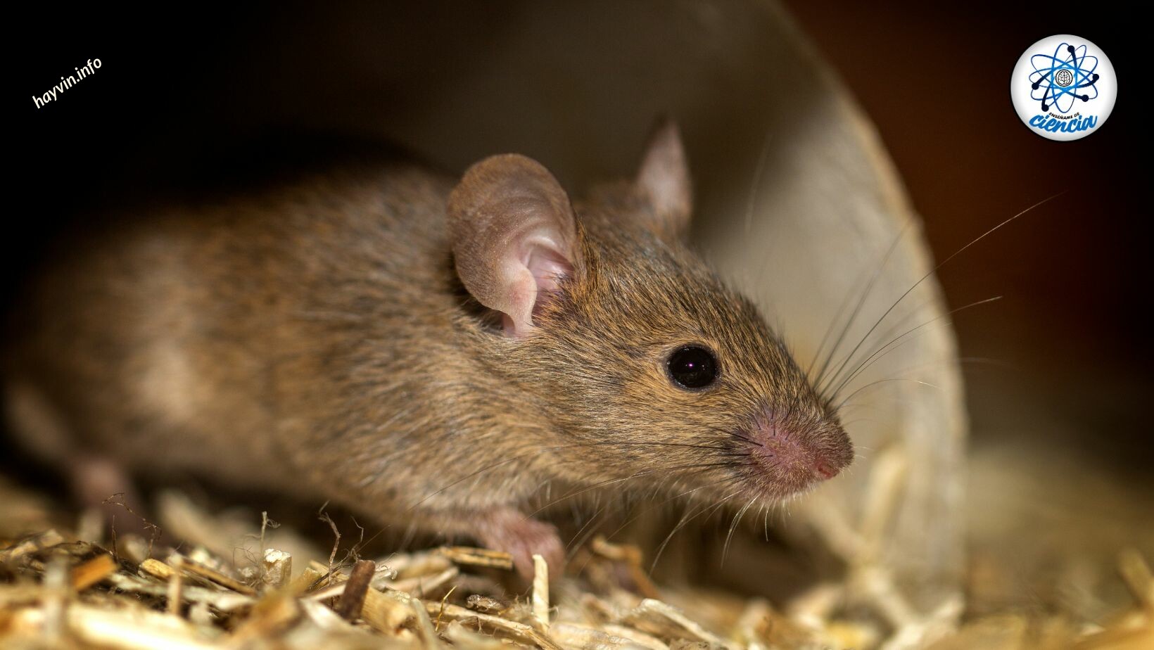 Így tudod gyorsan elriasztani az egereket a házadból méreg vagy csapdák használata nélkül