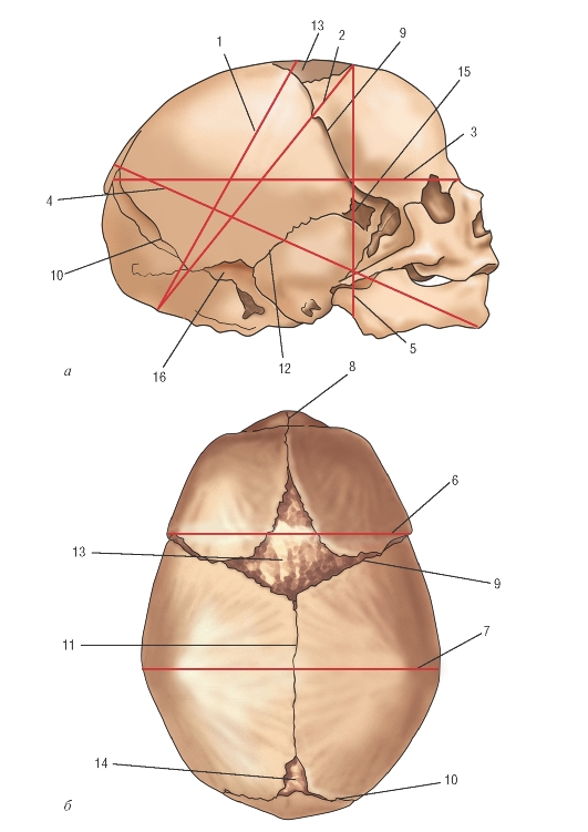 Размер родничка по месяцам. Роднички черепа новорожденного анатомия. Швы и роднички головки плода. Сагиттальный шов черепа новорожденного. Череп новорожденного швы и роднички.