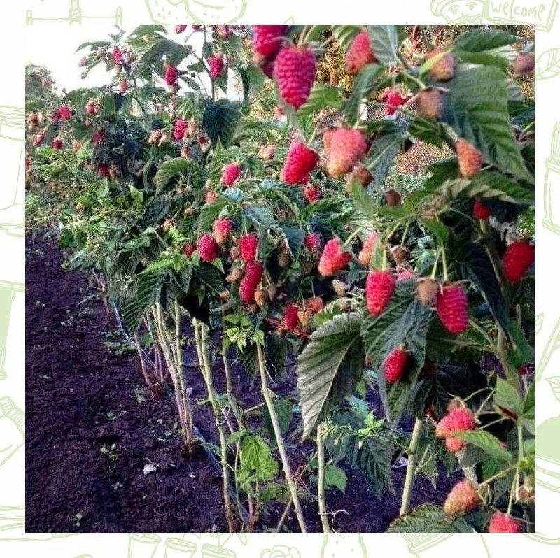 Малиновое Дерево Посадка И Уход Фото Размножение