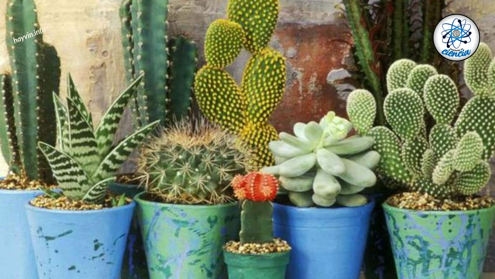 Tökéletes útmutató kaktuszok és pozsgások jó állapotban tartásához