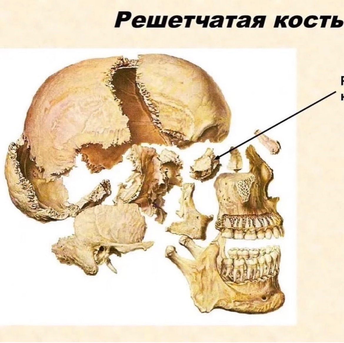 Все кости черепа соединены друг с другом. Клиновидная и решетчатая кости черепа. Решетчатая кость черепа анатомия человека. Кости черепа Синельников. Клиновидная и решетчатая кость.
