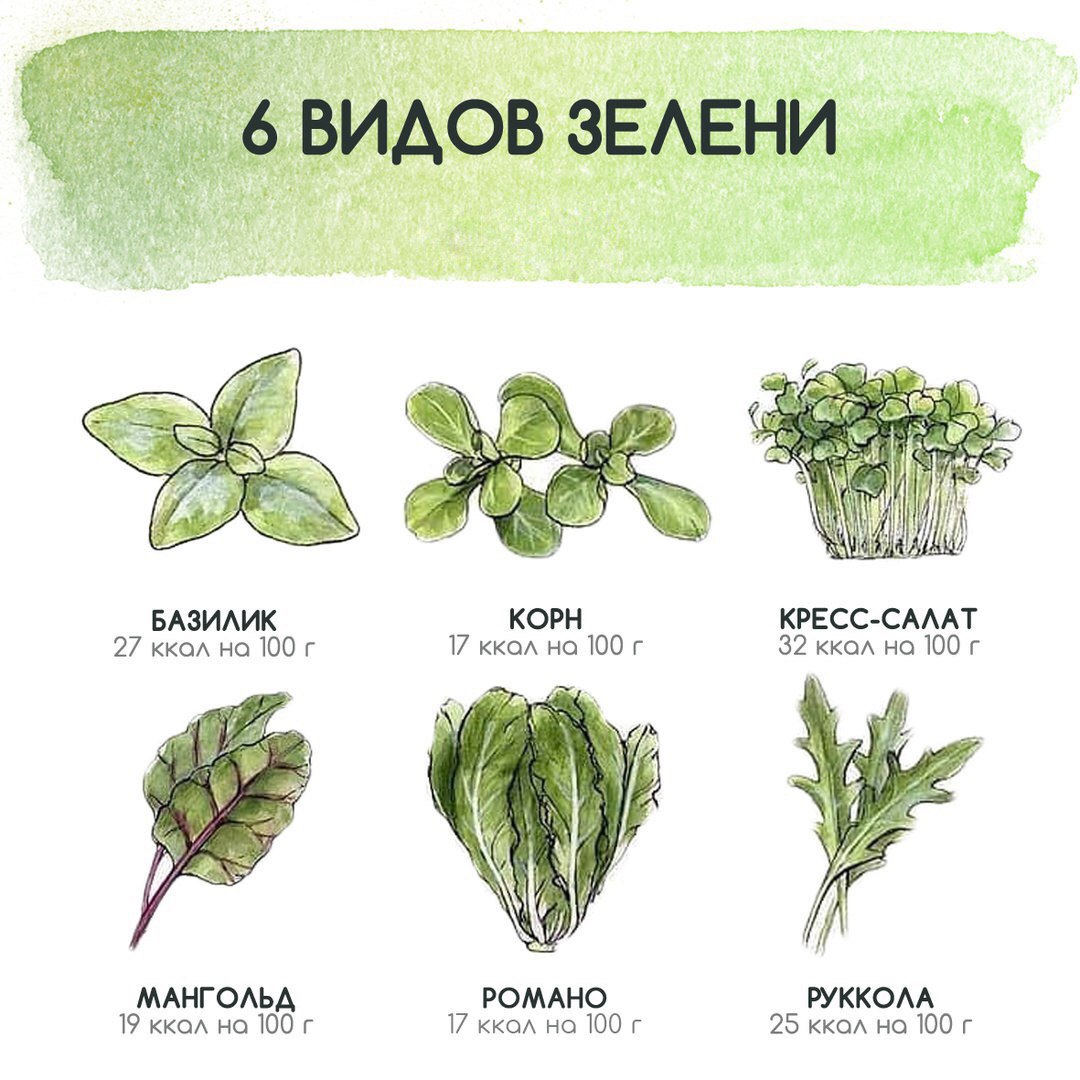 Зелень типы. Виды зелени. Виды зеленого. Зелень для салатов названия. Названия листовых салатов.