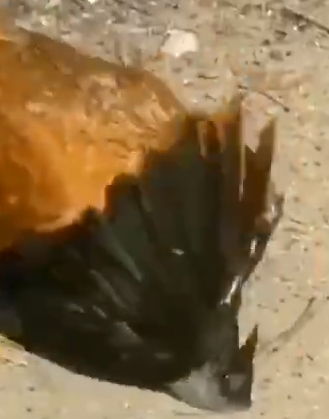 Pele de gallo vs cuervo