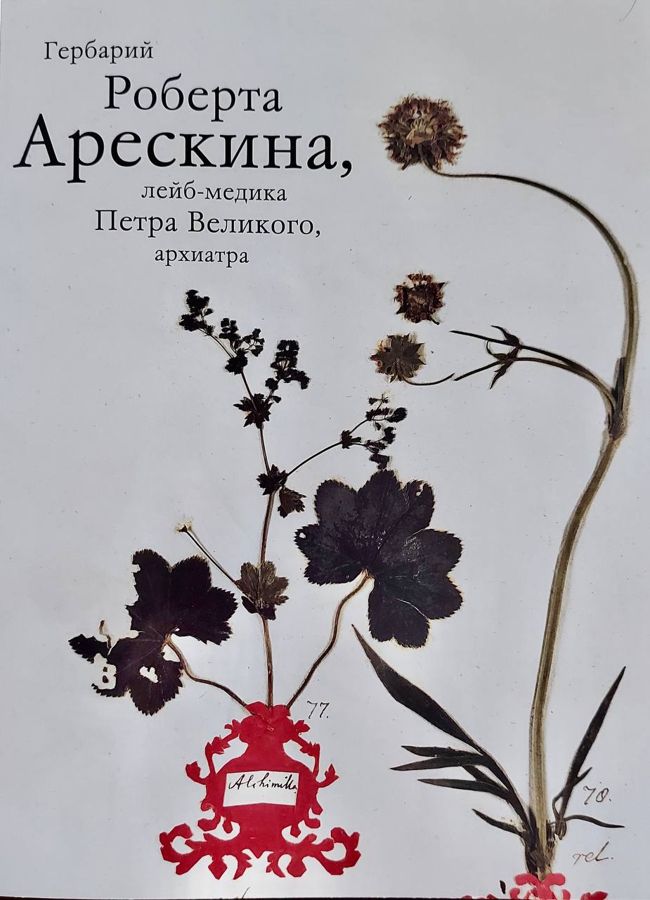 Книга гербарий. Гербарий в книге. Книга гербарий для детей.