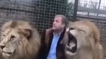 Un león se atreve a gruñirle a un ruso
