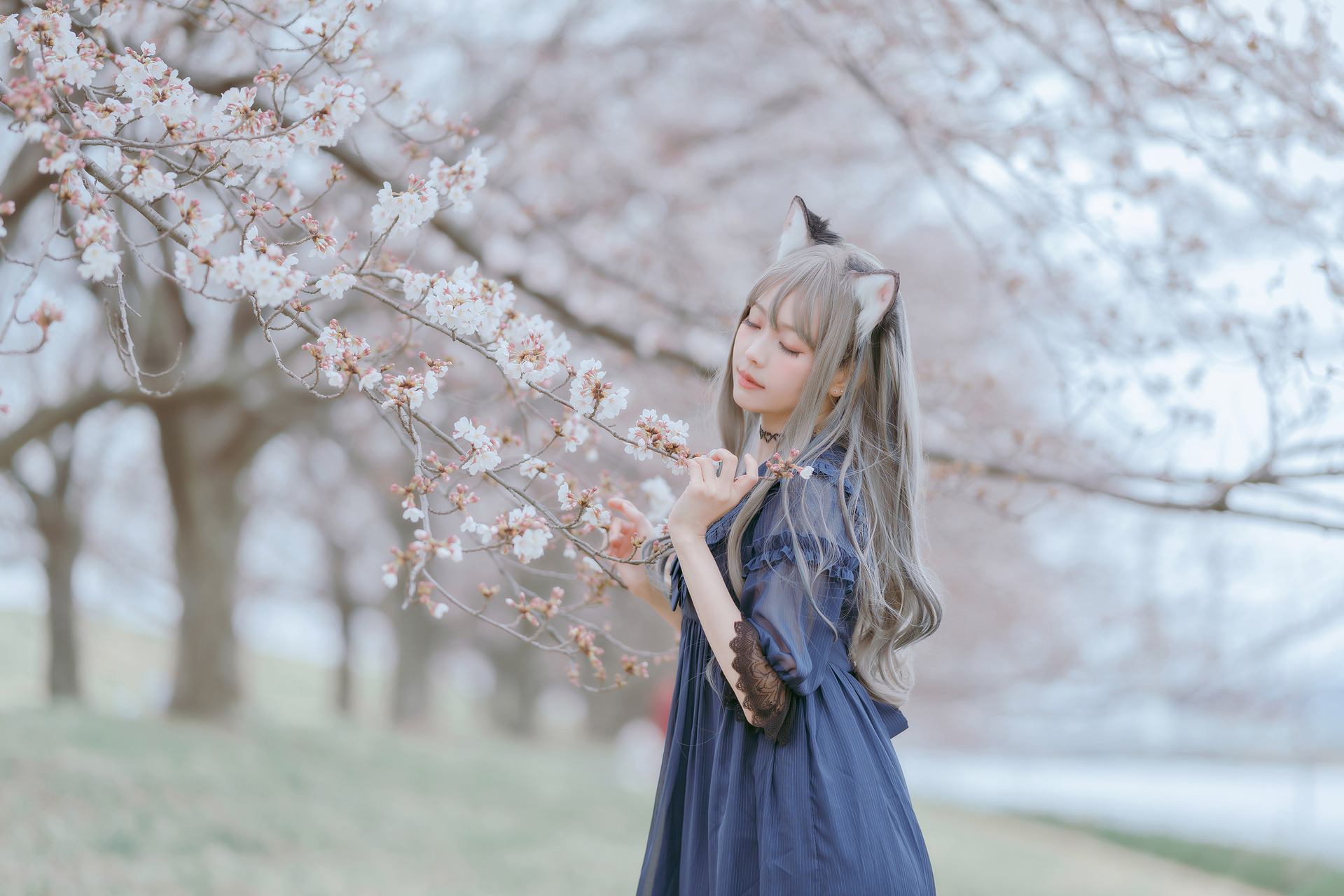 [Ely] Sakura桜 2021 Nekomimi Ver. 7