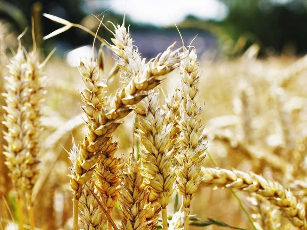 Российские генетики создадут пшеницу «для бедных»