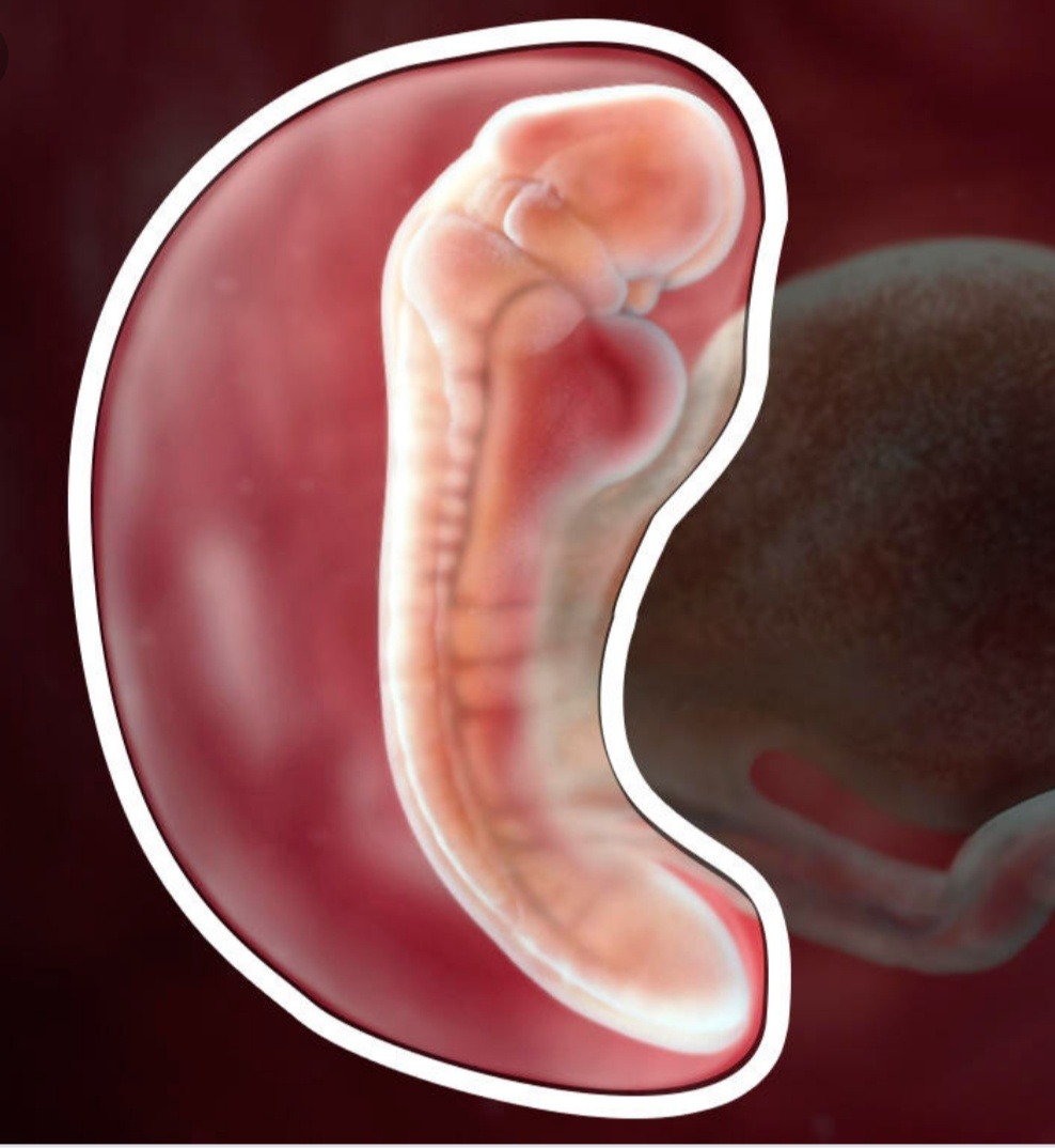 Эмбрион 3 4 недели фото