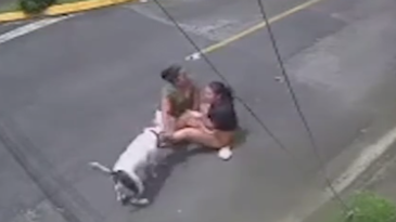 Un perro ataca a una chica | Mataleón al perro