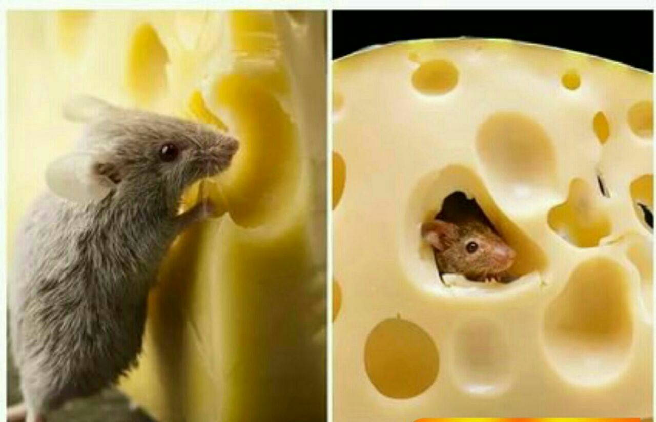 Едят ли мышей. Мышь+сыр. Мышка в сыре. Мышь с сыром. Мышонок на сыре.