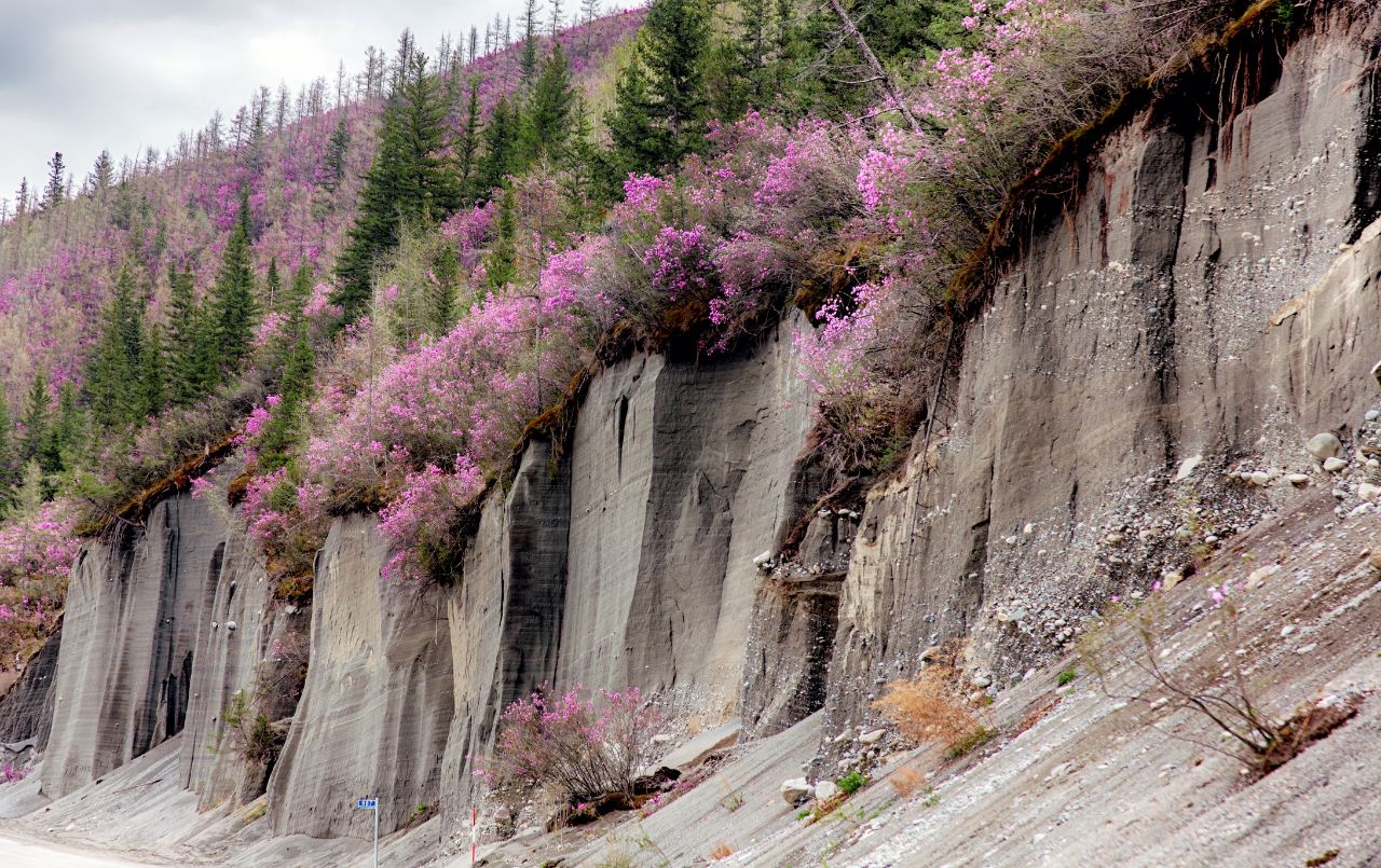 Алтайская сакура фото