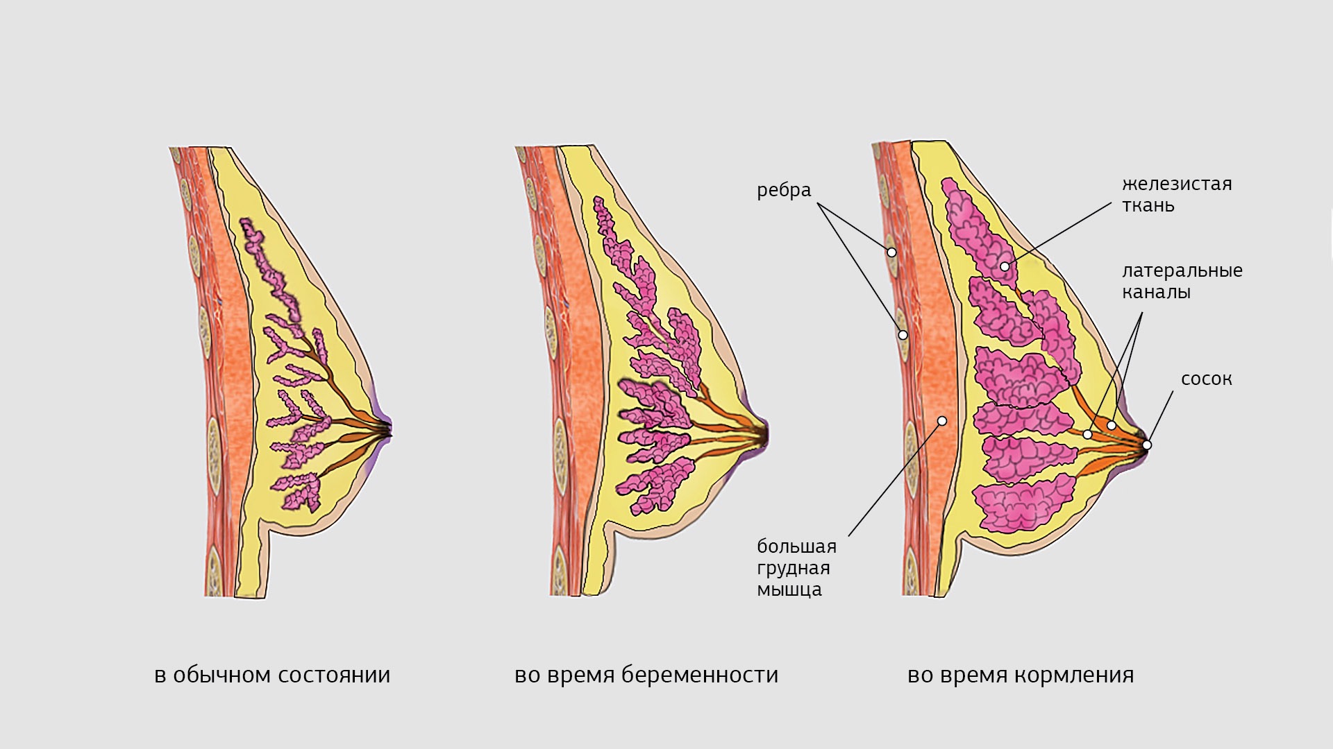 Как выглядят молочные железы. Молочные железы. Нашрубшие молочные железы. Грудь при беременности.