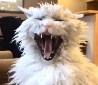 Así empieza los Lunes este gato