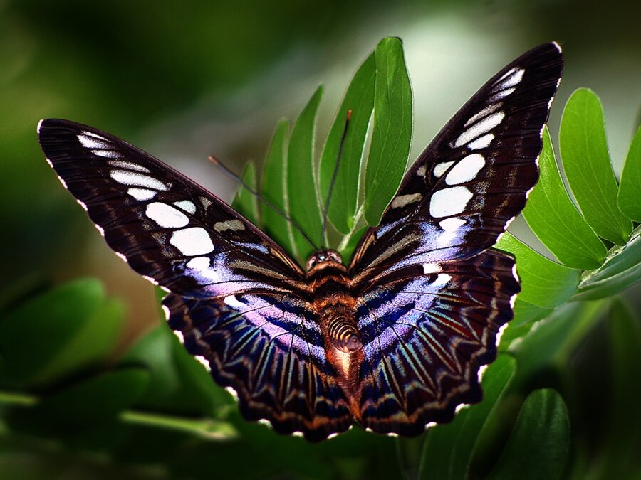 Бабочки фото красивые с названиями