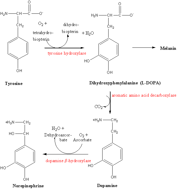 Биоптерин. Тирозин гидроксилаза. Тирозин в l Дофа. Диоксифенилаланин формула. Дофа декарбоксилаза.