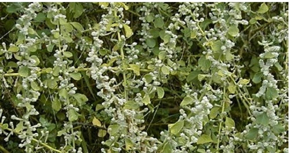 Трава Пол Пола Польза И Вред Цена