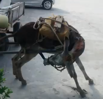 El burro auto felándose