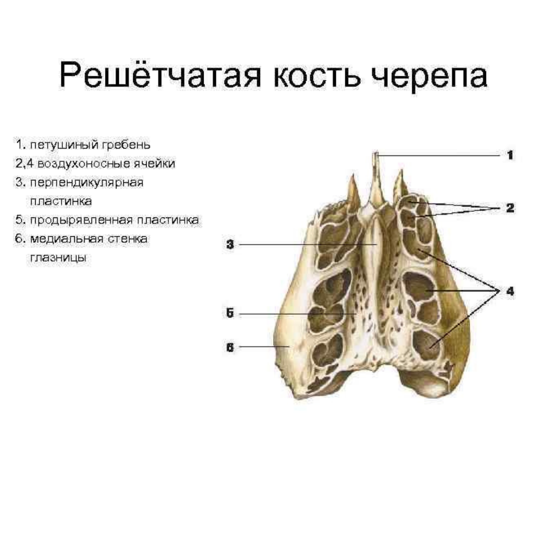 Гребни на латинском. Строение черепа анатомия решетчатая кость. Решетчатая кость продырявленная пластинка. Решетчатая кость анатомия строение. Решетчатая кость анатомия животных.