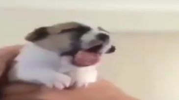 Cuando le das la medicina a tu perro