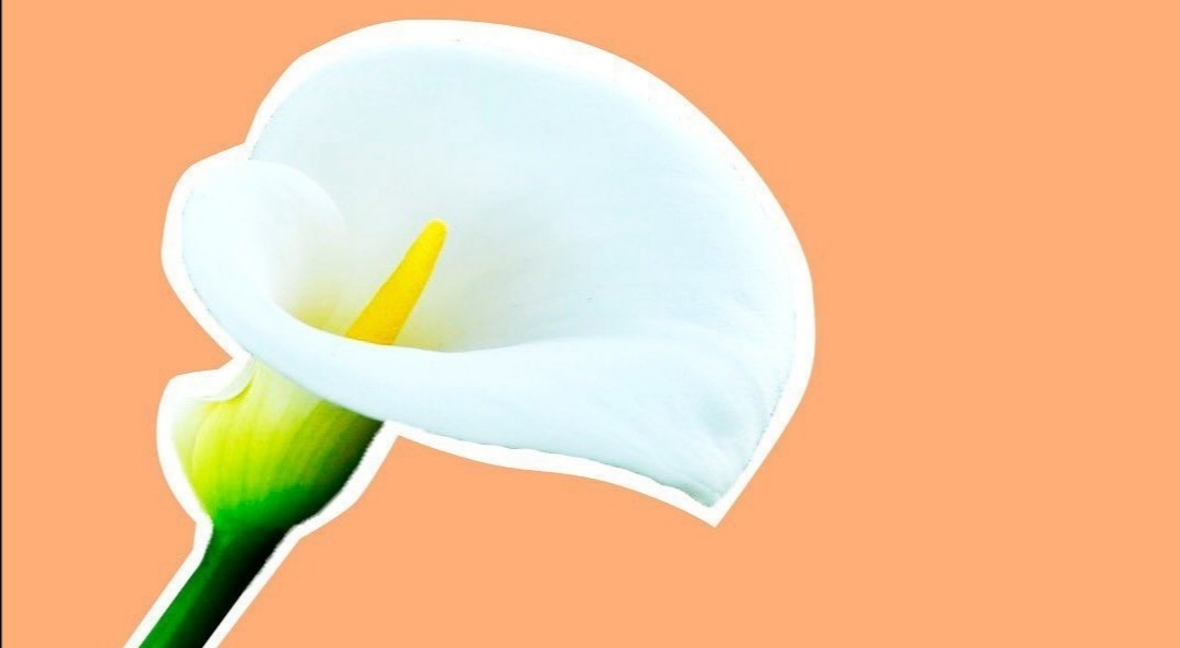 Интимная пластика – Telegraph