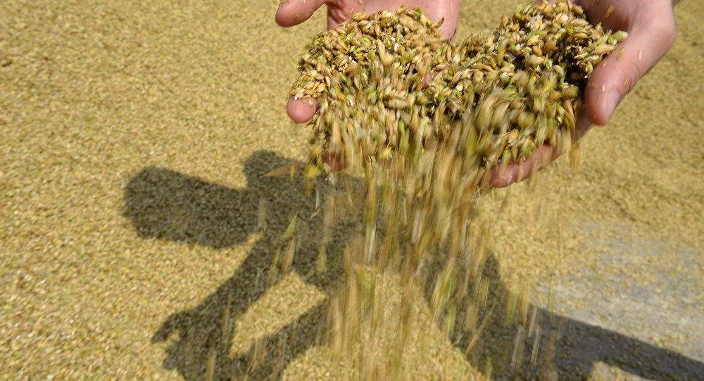 Крым ожидает недобора зерновых в 2020г из-за засушливой осени в 2019г