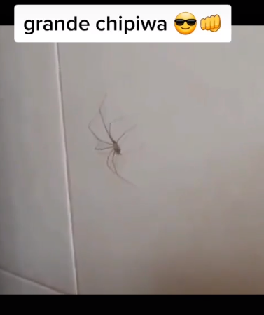 Nueva mascota chipiwa