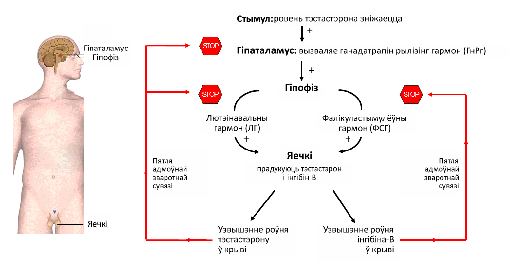 Уровень тестерона. Мужской гормон тестостерон. Повышение уровня тестостерона. Тестостерон вырабатывается клетками. Биологические эффекты тестостерона.