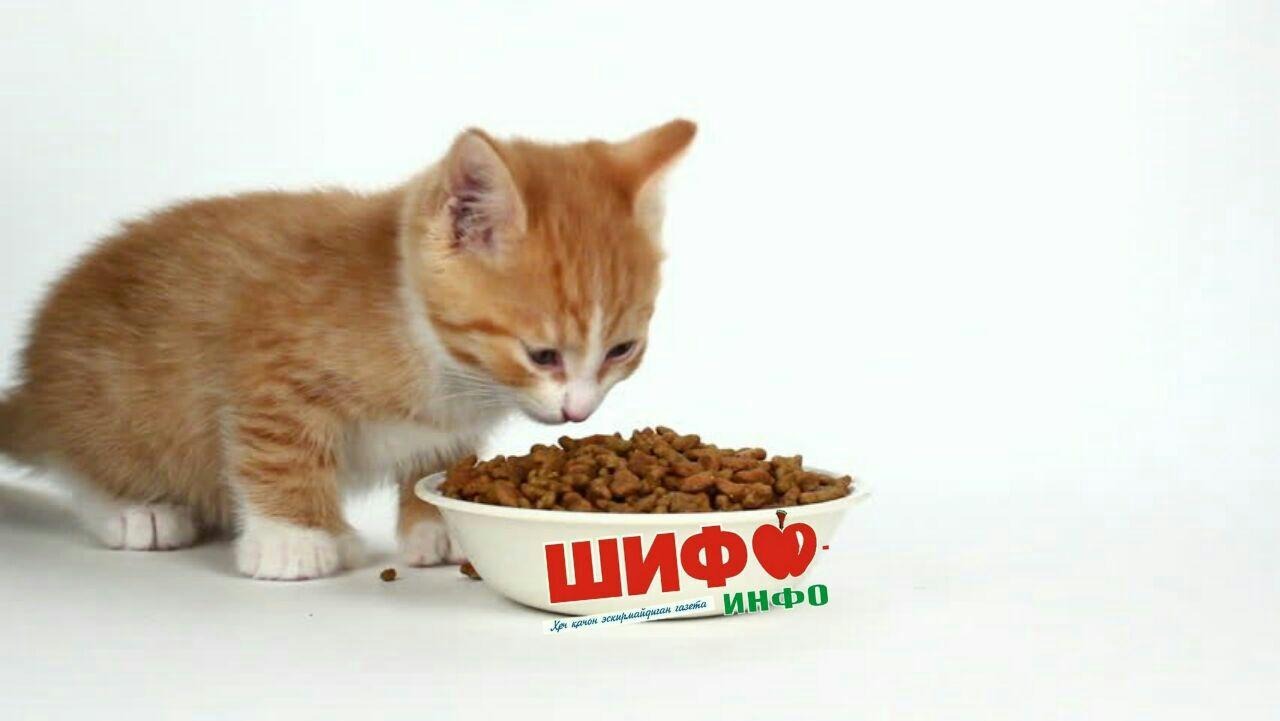 Можно кормить кошку разным кормом. Котенок ест корм. Кошка ест влажный корм. Кошка и котенок едят корм. Белый котёнок кушают корм.