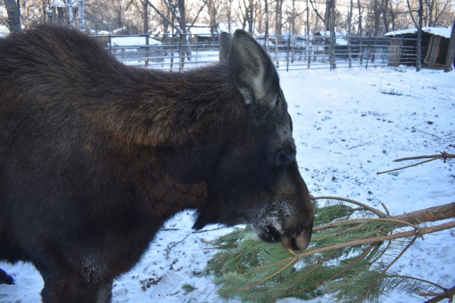 Елками накормили животных в Хабаровск