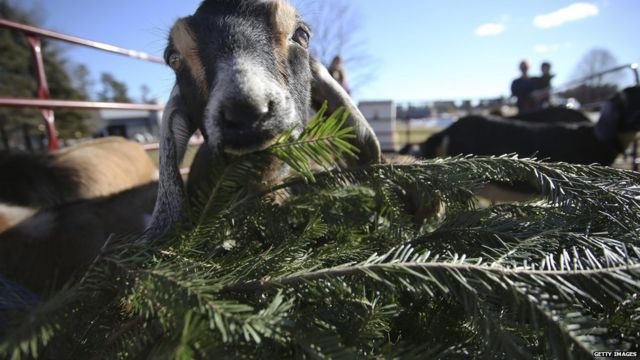 Новогодние ёлки в Хабаровске можно отдать на корм животным