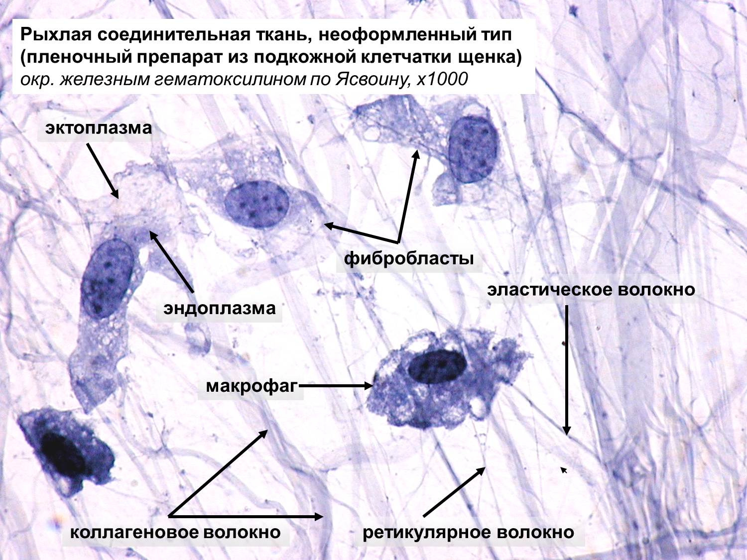 Включения цитоплазмы имеющие собственную окраску