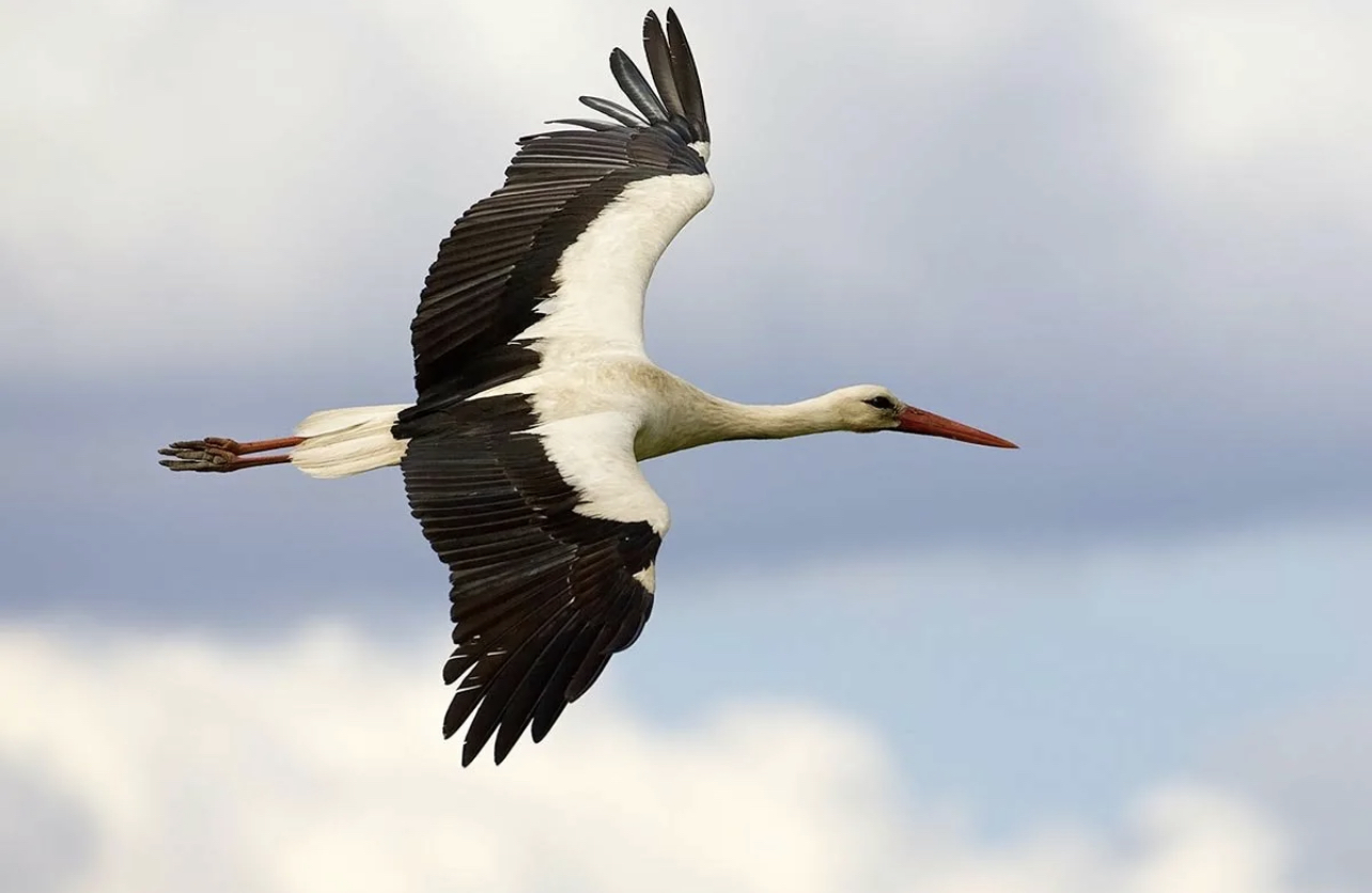 Аист грач. Ciconia Ciconia. Белый Аист. Белый Аист символ Беларуси. Аист летит.