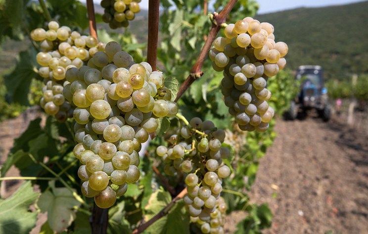 В Дагестане заложат 900 гектаров новых виноградников