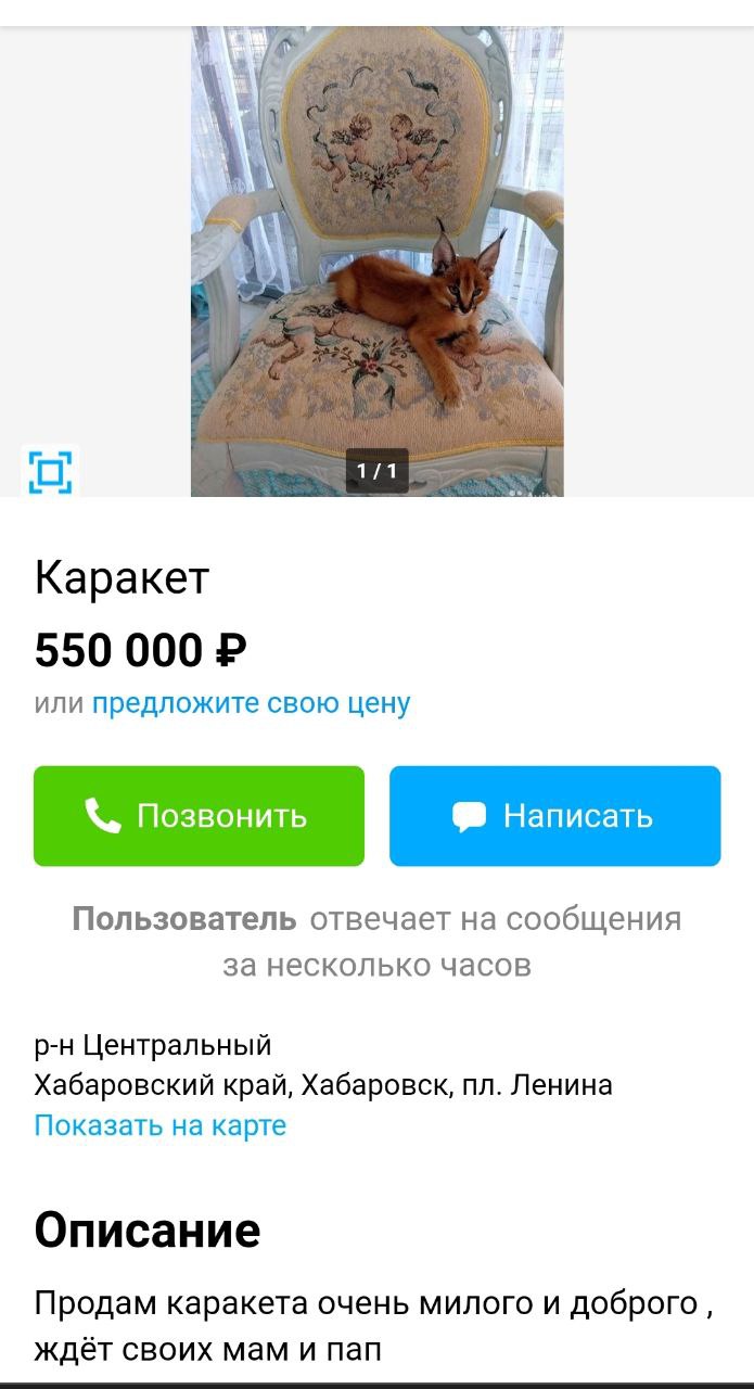 В Хабаровске продают кота за полмиллиона рублей