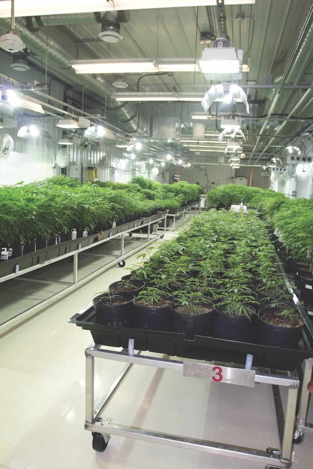 Aurora Cannabis 世界上最大的大麻室内种植基地 大麻资料馆