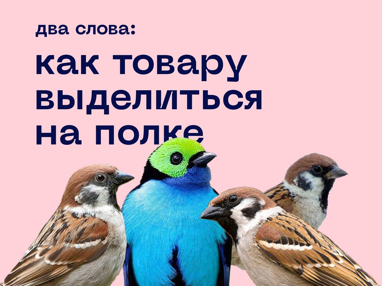 Два именно. Басня про воробья. Побасенка про воробья. Про воробья и коровью лепешку. Тост про воробья.