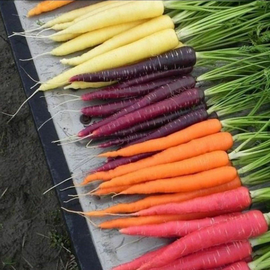 Морковь карамель фиолетовая f1