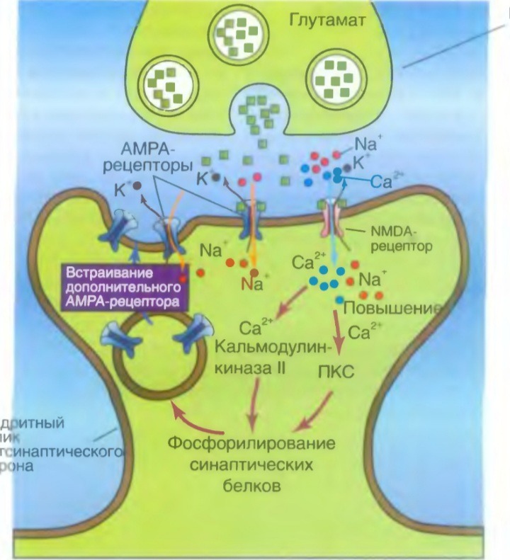 Nmda рецепторы это