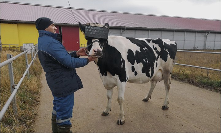 Коровам выдали очки виртуальной реальности для снижения их тревожности