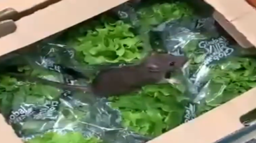 Comprando verdura y carne