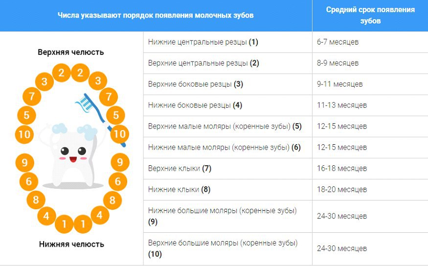 Молочные зубы у детей схема прорезывания. Последовательность прорезывания зубов у детей до 1 года. Порядок прорезывания зубов у детей до 3 лет. Последовательность прорезывания зубов у ребенка 1 года жизни. Таблица прорезывания зубов у детей до 3 лет.