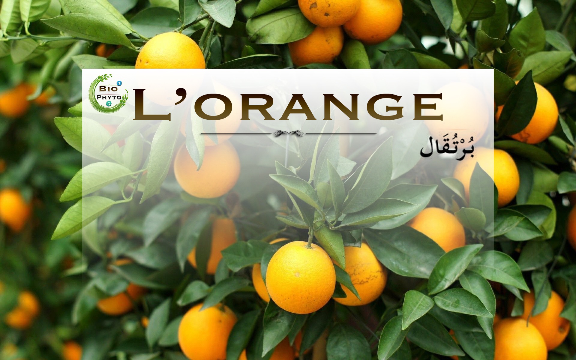 L'essence d'orange est contenue dans les vésicules de la peau d'orange -  Eveil Aromatique