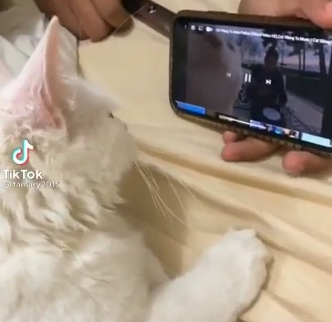 Tu gato ¿baila el pari papa pariri pari papa?