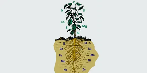 Роль элементов в растениях. Элементы растений. Химические элементы в растениях. Роль фосфора в почве. Калий в почве для растений.