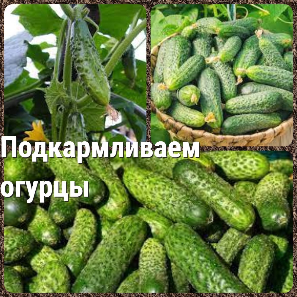 Огурцы через