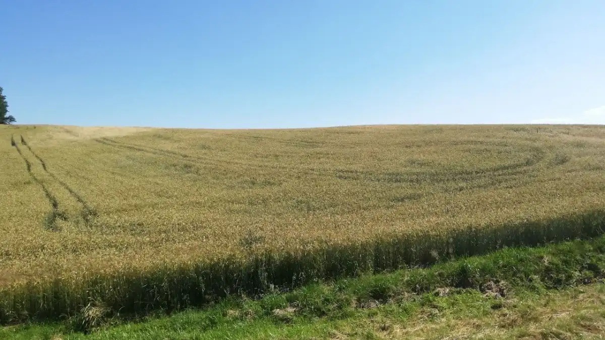 Пахотные угодья. 17 млн га. Украина пашня поле. Afforestation. 17 млн га.