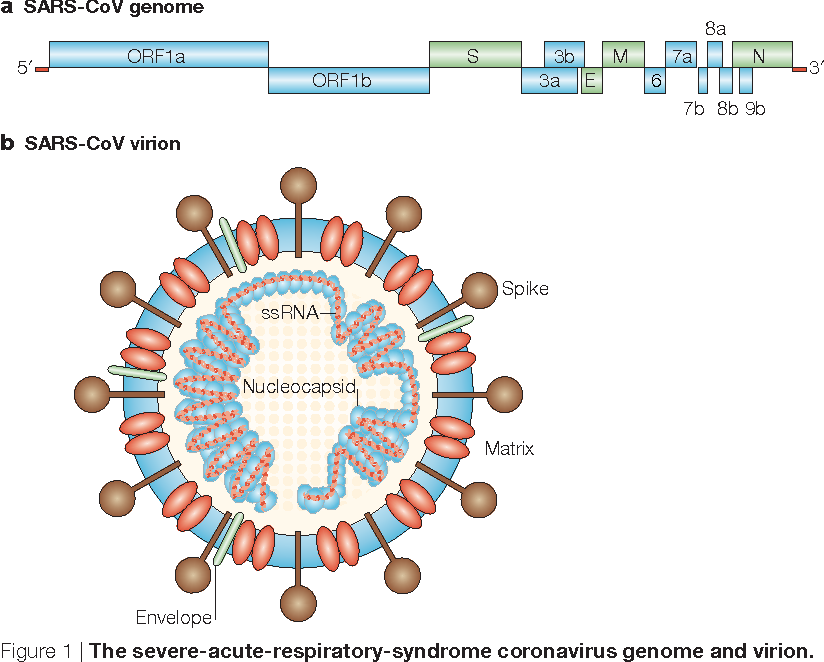 Sars cov вакцина. Геном коронавируса SARS-cov-2. Строение генома коронавируса. Структура генома коронавируса. Структура вируса SARS cov.